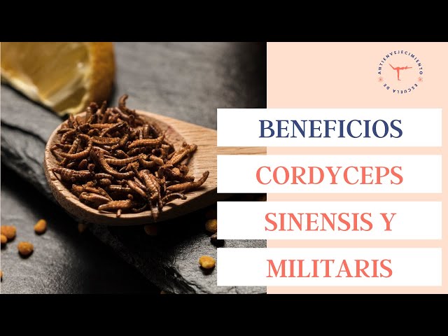 Vídeo relacionado con CORDYCEPS - 22200 mg - Extracto de Micelio de Cordyceps 20:1 - Alto Contenido en Polisacáridos - Hongo Adaptogénico - 100% natural - 90 Cápsulas Veganas - Nutrimea - Fabricado en Francia