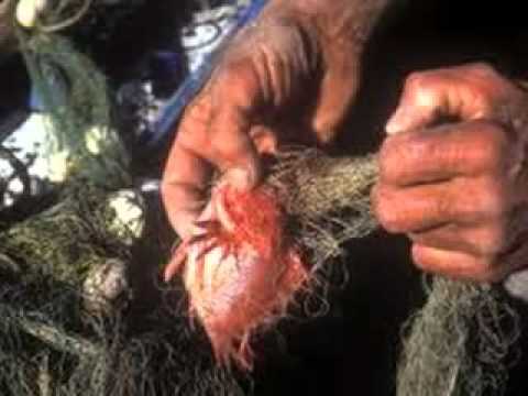 klapa-basca-materin plač