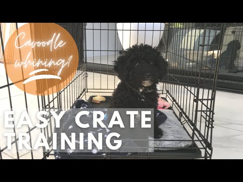 How to crate train a puppy at night whining | Cavapoo cavoodle puppy training
