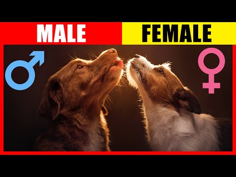 The Surprising Differences Between Male and Female Dogs