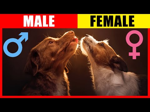 Surprising Differences: Male VS Female Dogs