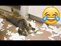 Naughty Cats Causes Major Troubles - Funny Cat Fails || PETASTIC 🐾 DEFAULT Thumbnail