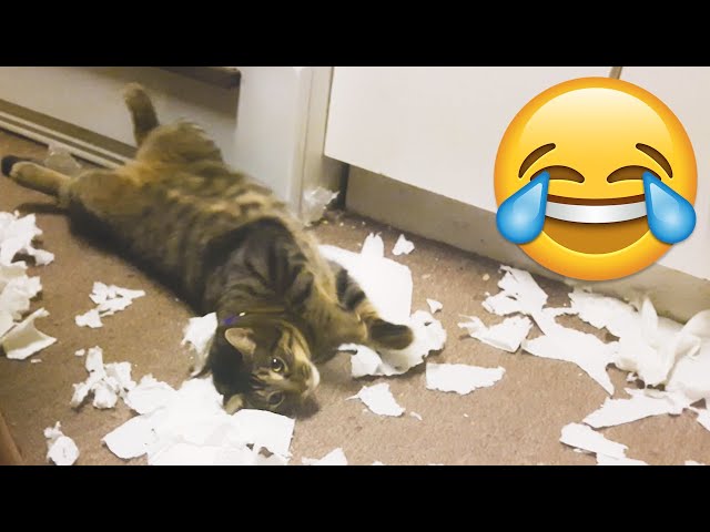 Naughty Cats Causes Major Troubles - Funny Cat Fails || PETASTIC 🐾 SDDEFAULT Thumbnail