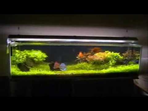 Aquarium "Garden of Stone" - Planted Discus Fish Tank