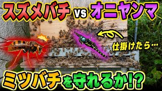 スズメバチ対策にオニヤンマ君を試してみた！ミツバチの守護神となるか？