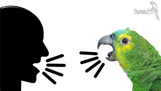 Как научить попугая разговаривать?