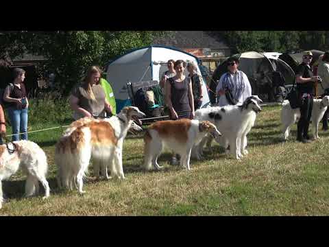 Barsoi Jahresausstellung Issum 25-6-2022Einzug der Barsois. Borzoi annual yearshow dogs arrival