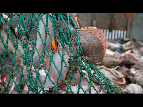 Amazing Trawl Fishing in Trawl net boat - Many Fish Caught on The Big Boats