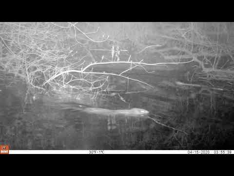 Biber - mit Waschbär - Landkreis Göttingen