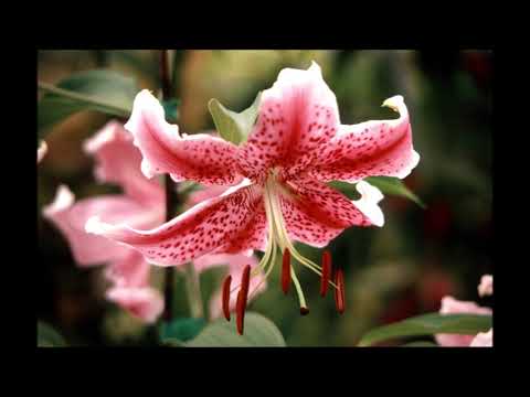 How Lucky I Must Be - Isla Grant