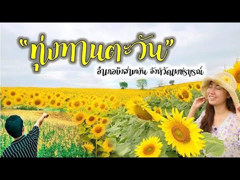 ทุ่งทานตะวันที่บึงสามพัน