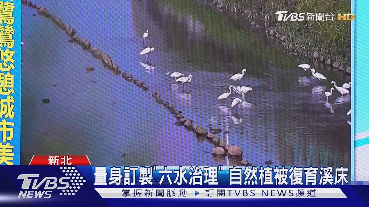 河川活起來!新北復育水源 重現多元生態