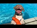 Dogs Vs Water Funniest Dogs Playing With Water Compilation Of 2024