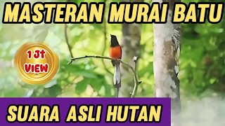 Download lagu Masteran Murai Batu Suara Asli Hutan || Materi murai batu Hutan Suara Jernih !! mp3