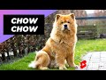 Chow Chow 🐶 One Of The Most Expensive Dogs Breeds In The World #shorts
