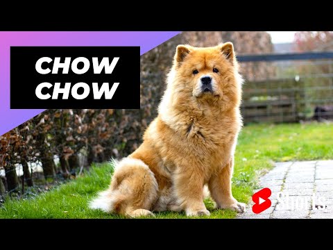 Chow Chow 🐶 One Of The Most Expensive Dogs Breeds In The World 