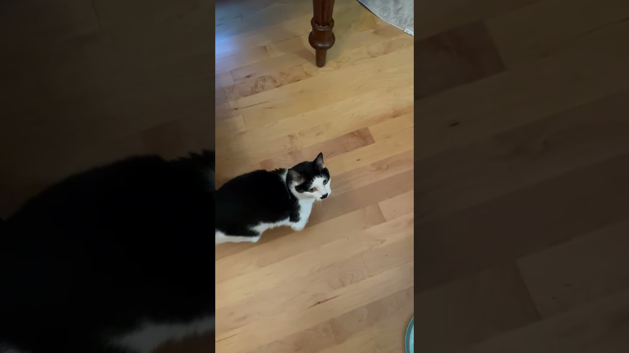 Enlarge Eleven, a ADOPTABLE Domestic Short Hair in Downers Grove, IL video 4/4