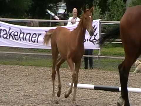 Trakehnerstuf. v. Heldenberg, M. v. Sir Chamberlain