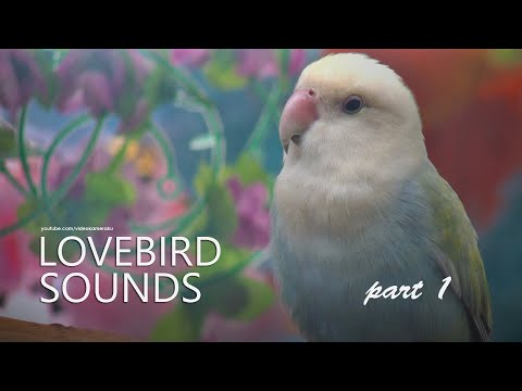 Peach-faced Lovebird's Sound:  White Head Opaline - Part 1