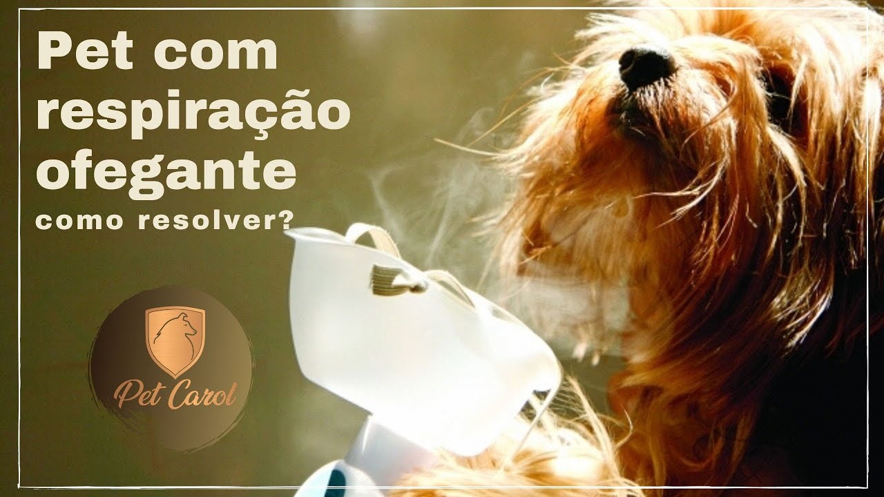 Como Resolver Respiração Ofegante Do Cachorro ? Evite a morte do seu pet #petcarol