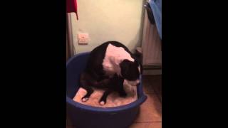 Staffordshire bull terrier masturbate caught wanking whilst listening to BBC radio hard-core