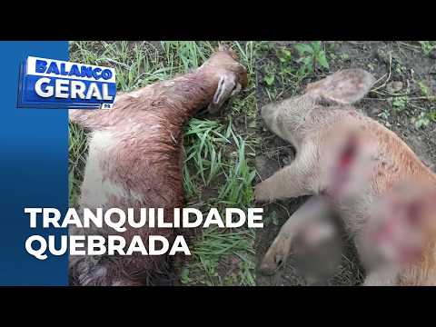 Moradores da Lapa estão assustados com ataques a animais: uma onça está devorando as criações?