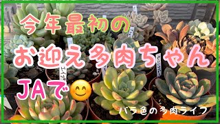 【多肉植物】【ガーデニング】今年最初のお迎え多肉ちゃん　JAで😊