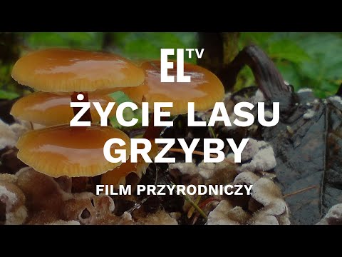 Życie lasu - GRZYBY