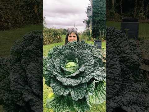 Gigantic Cabbages! CJ's Shocking Harvest Success