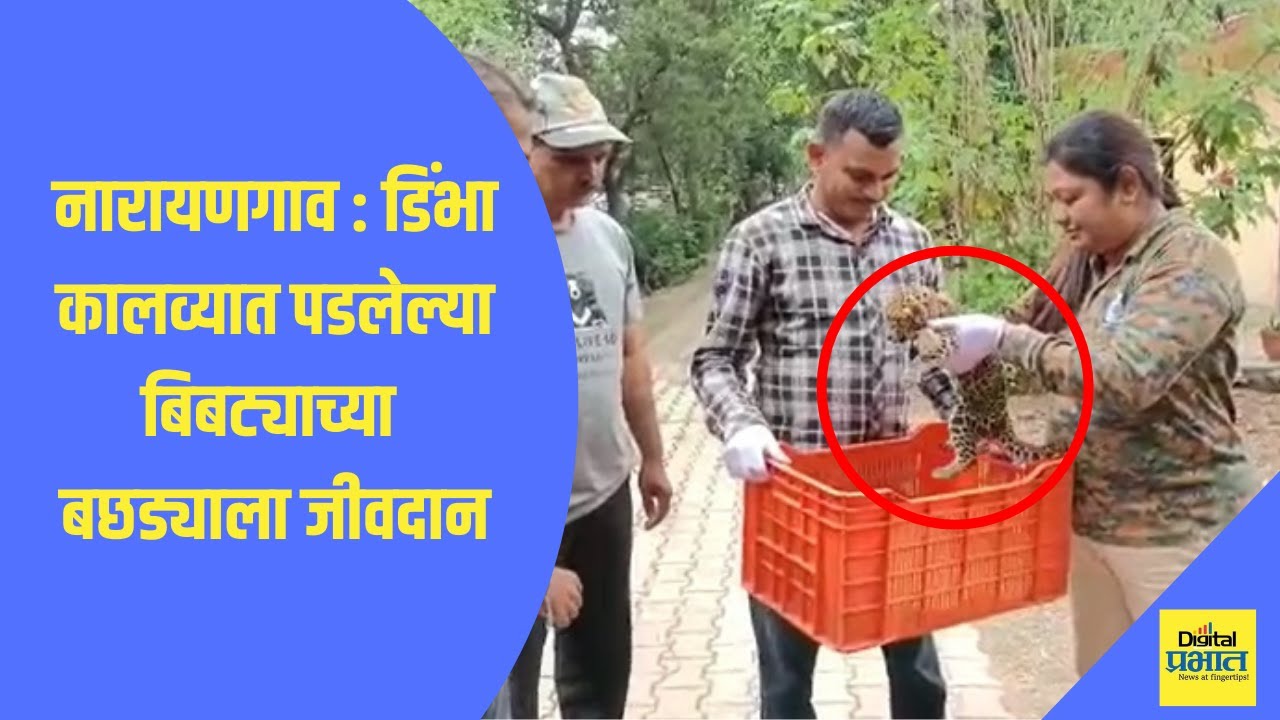 Video | डिंभा कालव्यात पडलेल्या बिबट्याच्या बछड्याला जीवदान