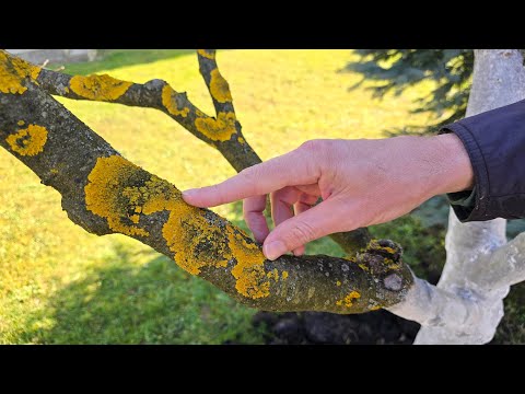 Fruit trees have this on their branches? Here's what you need to do!