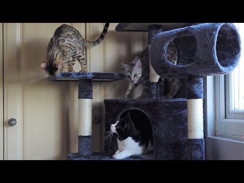 Bengal Kittens React To New Cat Tree | 4K