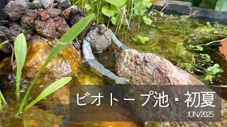 2025初夏、リニューアル後10ヶ月目のビオトープ