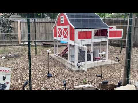 Omaha Chicken Coop Hacks and Final Review