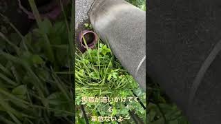 黒猫🐈‍⬛の追跡