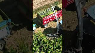 Ensileuse tractée Çelikel CORN-MAIZE CHOPPER I-II-III-VI ROWS - Challenger à vendre - Image 18 | Agronetto BE Ensileuse tractée Çelikel CORN-MAIZE CHOPPER I-II-III-VI ROWS - Challenger neuve | Image 18 - Agronetto