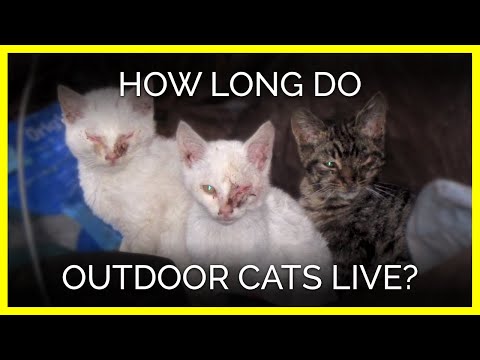 How Long Do Outdoor Cats Live?