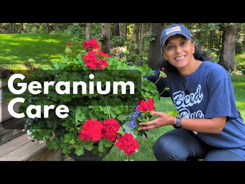 How To Prune Fertilize Plant Overwintered Geraniums | Geranium Care