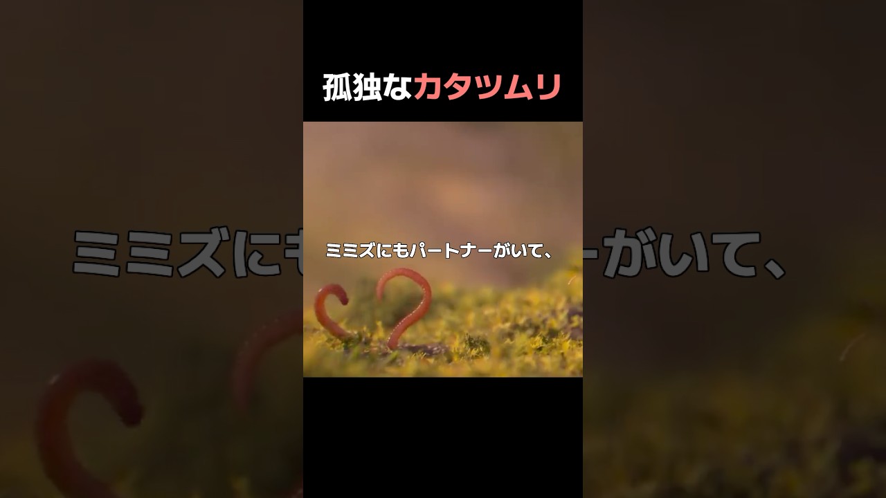 孤独なカタツムリ