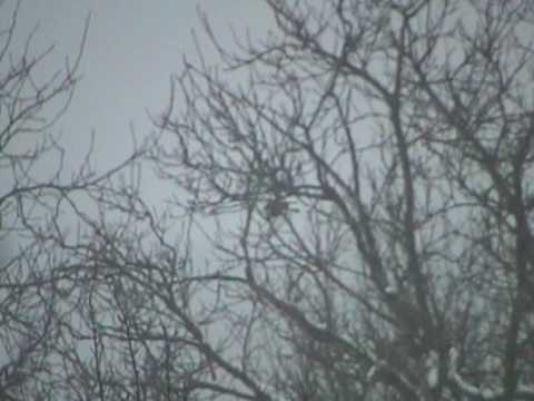 Accipiter nisus, nálet na krmítko