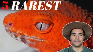 Download lagu Top 5 Rarest Leopard Gecko | MORPHS mp3