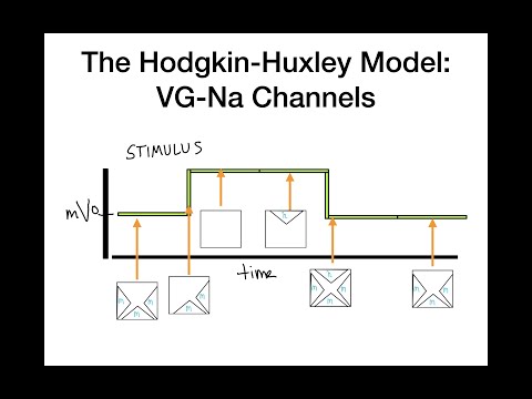 The Hodgkin-Huxley Model (Voltage Gated Na Channnels) - (IN 15 MINUTES!!!)