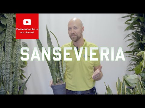 All you need to know about Sansevieria Snake Plant