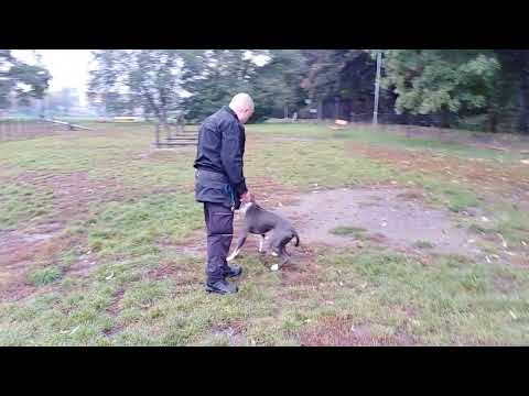 Tištěná Psí bible pro každého psa