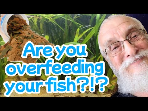 Food for Fish | 7 Rules for Feeding Your Fish