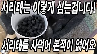 서리태 심을 때 가장 중요한 것은 뭘까? 서리태 이렇게만 심으시면 평생 사 먹을 일이 없습니다!