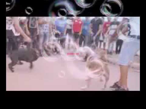 اغنية karim ch هاك اسمع جديد