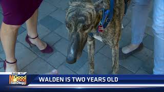 Greyhound Adoption Center