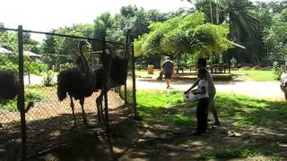 preview picture of video 'Ostriches in Paramaribo ZOO'