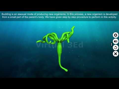 Budding in Hydra